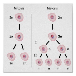 Mitosis versus meiosis Poster