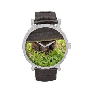 Horse nose grazing under fence wristwatches