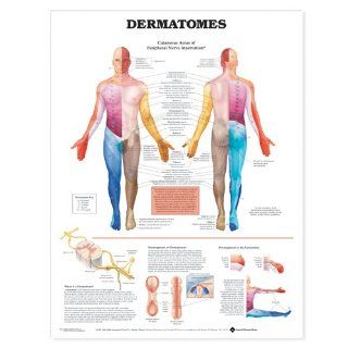 Dermatomes Anatomical Chart Unmounted