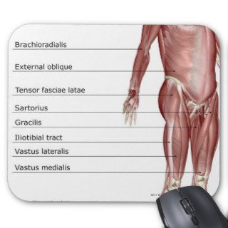 Diagram of the muscular system mousepads