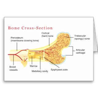Bone Cross Section Diagram Card