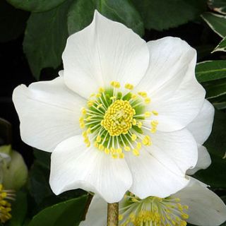 white flowering helleborus by giftaplant