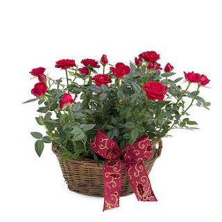 christmas rose basket by giftaplant