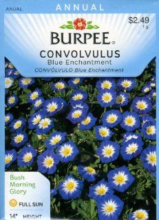Burpee Flower Convolvulus Blue Enchantment 100 Seeds per Packet  Flowering Plants  Patio, Lawn & Garden