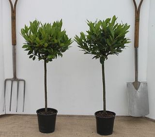 pair of bay trees by todd's botanics