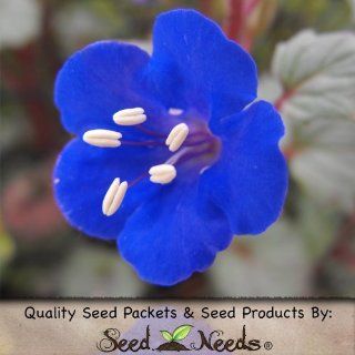 800 Seeds, California Bluebells (Phacelia campanolaria) Seeds By Seed Needs  Flowering Plants  Patio, Lawn & Garden