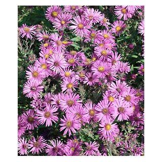 Wood's Pink Aster   25 root divisions  Flowering Plants  Patio, Lawn & Garden