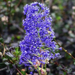 45th anniversary ceanothus blue sapphire by giftaplant