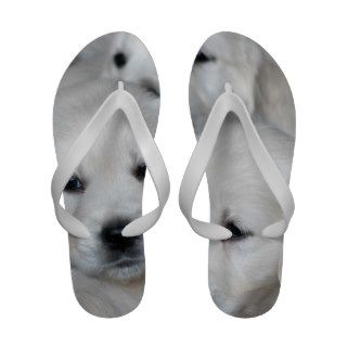 White golden retriever puppies sandals