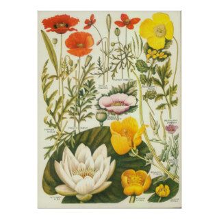 Vintage Botanical Floral Medley Poppies, Nymphea Print
