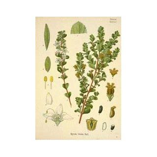 Buchu Leaf Powder Herbal Tea Health & Personal Care