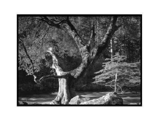 Ansel Adams   Early Morning, Merced River, Autumn Matted   Prints