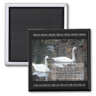 Swans True Friends Fridge Magnets