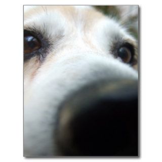 Funny Beagle Nose Postcard