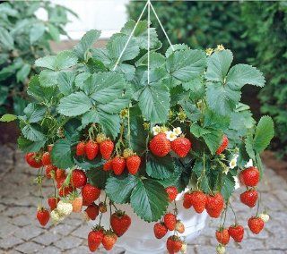 Erdbeer Ampel 5 teiliges Komplett Set Garten