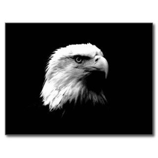 Black & White Bald Eagle Postcards