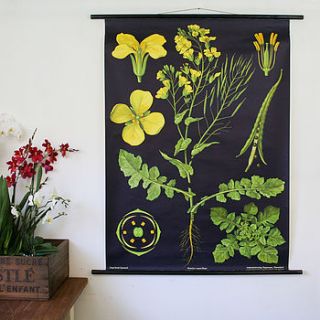 vintage pull down chart 'rapeseed' by bonnie and bell