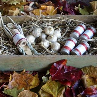 the allotment gift box by the artisan dried flower company