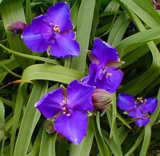 Zwanenburg Blue Spiderwort  Tradescantia   Violet/Purple  Flowering Plants  Patio, Lawn & Garden