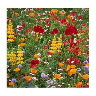 Pacific Northwest Wildflower Seed Mix  Flowering Plants  Patio, Lawn & Garden