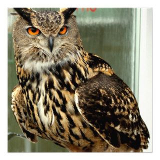 Long Eared Owl Invitations
