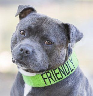 "FRIENDLY" Green Color Coded Semi Choke Dog Collar (Known As Friendly) PREVENTS Accidents By Warning Others of Your Dog in Advance  Pet Collars 