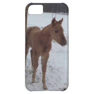 Born to be a Star 2013 Quarter Horse Foal iPhone 5C Case