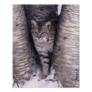 Bobcat in the snow in Montana Print