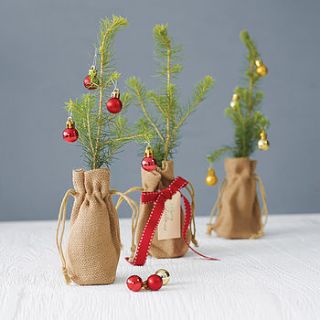 little norway spruce christmas tree by the little christmas tree company
