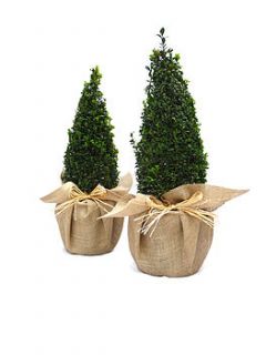 pair of buxus pyramid shape by giftaplant