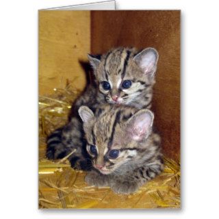 Postcard margay kittens cards
