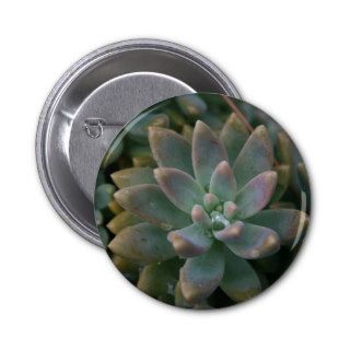 Interesting succulent plant, use as is orbuttons