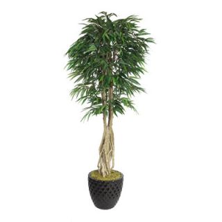 Laura Ashley Home Tall Willow Ficus Multiple Trunks Tree in Planter