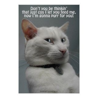 Funny White Cat Humor Pet lover's Poster