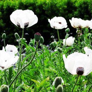 250 Persian White Poppy Papaver Somniferum Flower Seeds 250  Seeds By Crazy Seed  Flowering Plants  Patio, Lawn & Garden