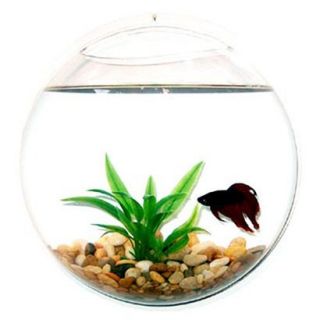Wall Mount Fishbowl   Clear