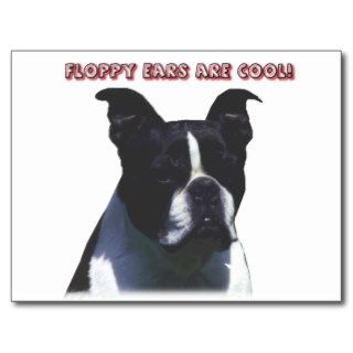 Boston Terrier  Floppy Ears are Cool Post Cards