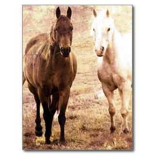 Horse Buddies Sepia Postcard