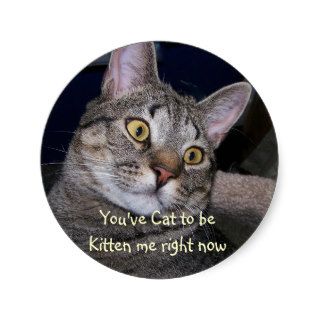 Funny Cat Stickers / Add Text