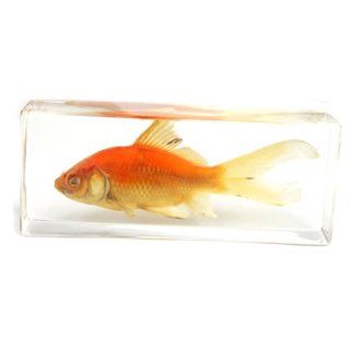 Common Goldfish Paperweight (4.4x1.6x1.1") Toys & Games
