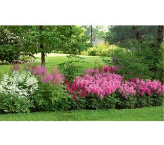 White Flower Farms Old Ironsides Astilbe Collection —