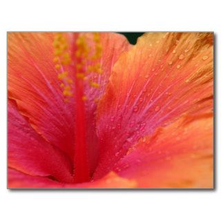 Tequila Sunrise Hibiscus Post Card