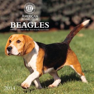 2014 Beagles American Kennel Club wall calendar