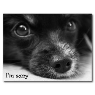 Cute Puppy Face "I'm Sorry" Postcard