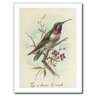 Vintage Hummingbird 2, Today's Best Award Winner Postcard