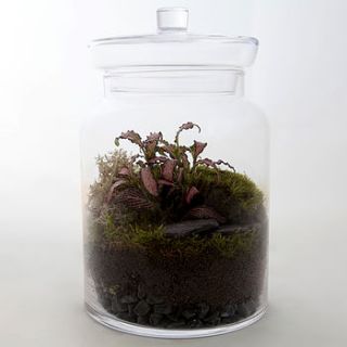 glass terrarium by living gems