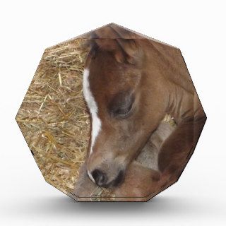 Sleeping Newborn Quarter Horse Foal 2013 Acrylic Award