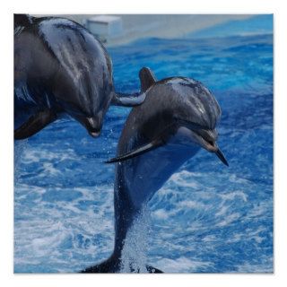 Dolphin Jumping  Poster