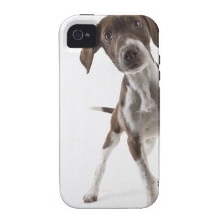 German shorthaired pointer puppy iPhone 4/4S case