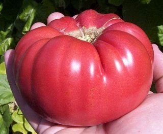 Aunt Ginnys Purple Tomato 20 Seeds   Heirloom  Vegetable Plants  Patio, Lawn & Garden
